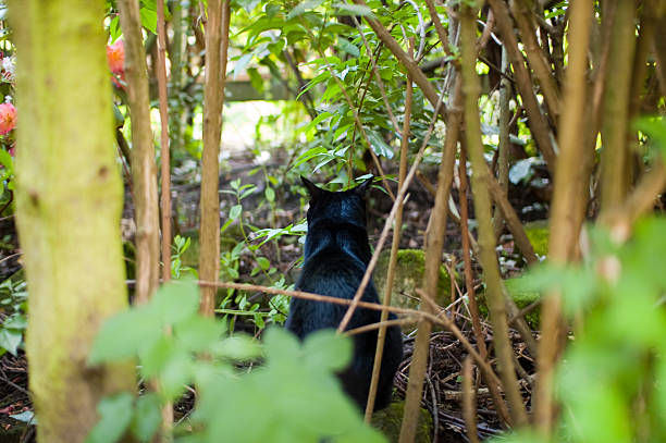 gato preto no jardim densa shrubbery com costas ligado - hurricane felix imagens e fotografias de stock