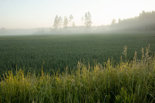 istock Mystical Serenity: Fog-Enveloped Wheat Field in the Summer Morning 1530181989