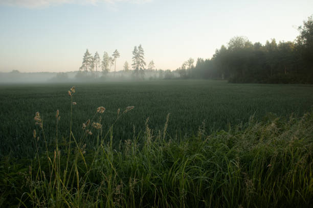 istock Mystical Serenity: Fog-Enveloped Wheat Field in the Summer Morning 1530181990