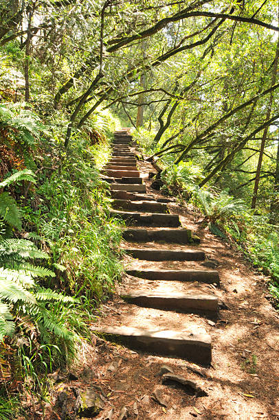 istock Wood steps up a hill in the woods 153018266