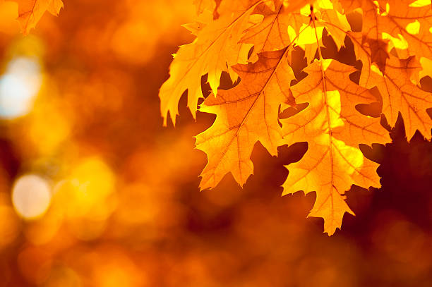 istock autumn leaves, very shallow focus 153018430