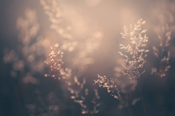 istock Autumn grass in a forest at sunset. Beautiful autumn nature background 1530186075
