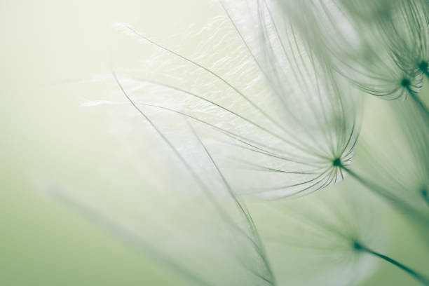 istock Big white dandelion in a forest at sunset. Macro image 1530186105