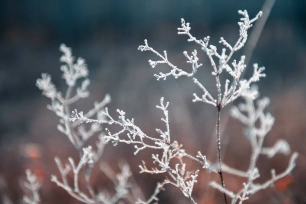 istock Frost-covered plants in autumn forest. Macro image. Autumn nature background 1530186113