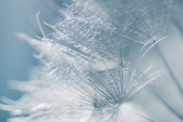 istock White dandelion in a forest at sunset. Abstract nature background 1530186121
