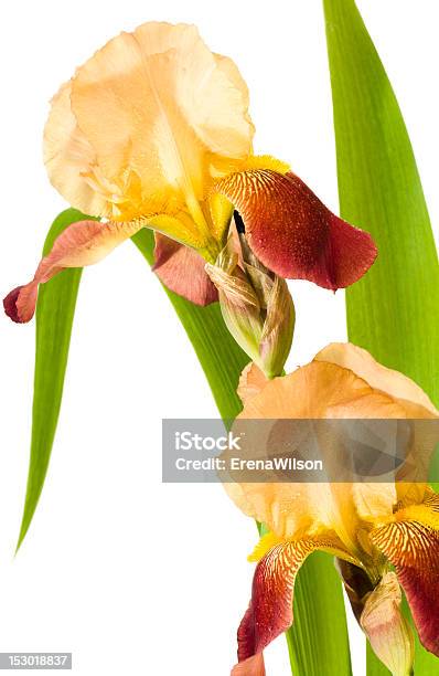 Czerwony Żółty Irises - zdjęcia stockowe i więcej obrazów Bez ludzi - Bez ludzi, Bliskie zbliżenie, Botanika