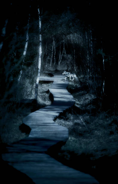 Dream of a dark path in the woods and encountering a wolf