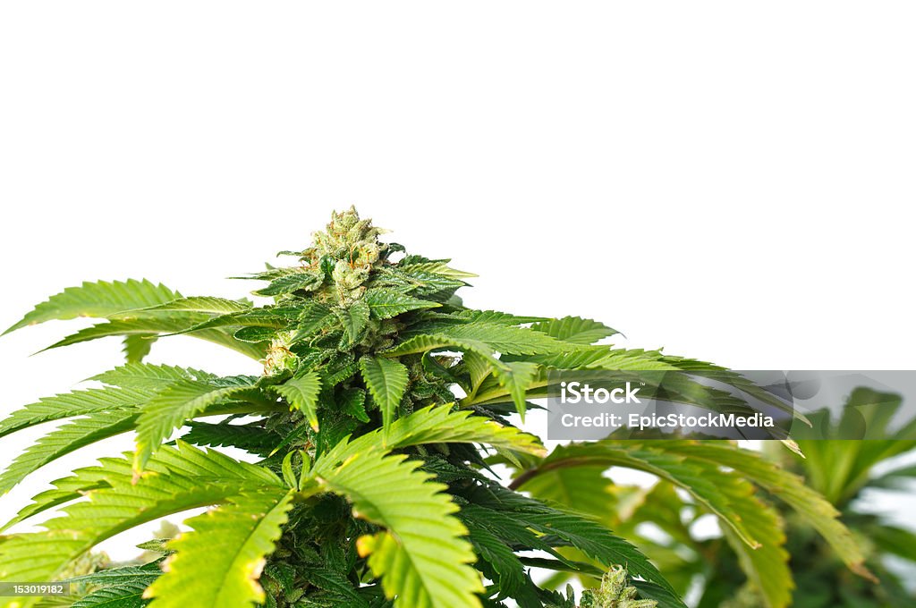 Marijuana Plant on White Background Marijuana Plant, Macro view of buds and leaves on white background Cannabis Plant Stock Photo