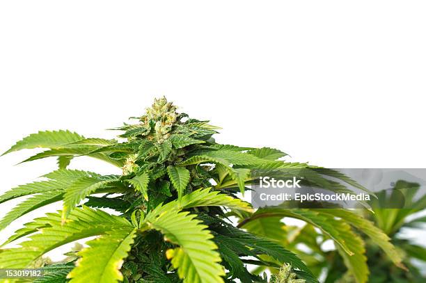 Marijuana Plant On White Background Stock Photo - Download Image Now - Cannabis Plant, Crime, Growth