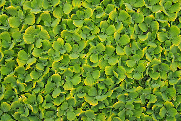 istock Pistia stratiotes L. 153019299