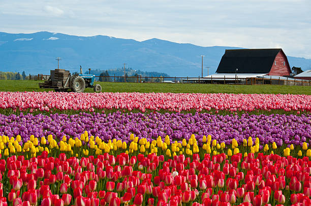 istock Tulip Field With Tractor and Barn 153020357
