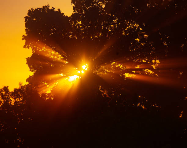 istock Summer's Golden Elixir: Majestic Sunrise Peeking Through Tree Branches 1530216593