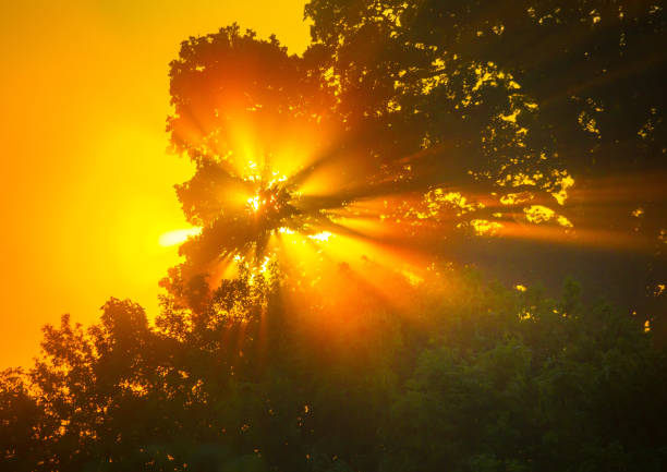 istock Summer's Golden Elixir: Majestic Sunrise Peeking Through Tree Branches 1530216597