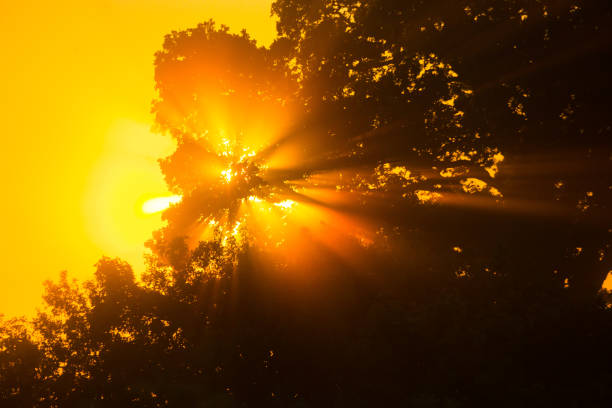 istock Summer's Golden Elixir: Majestic Sunrise Peeking Through Tree Branches 1530216599