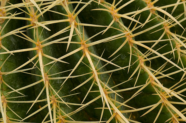 cactus extreme closeup stock photo