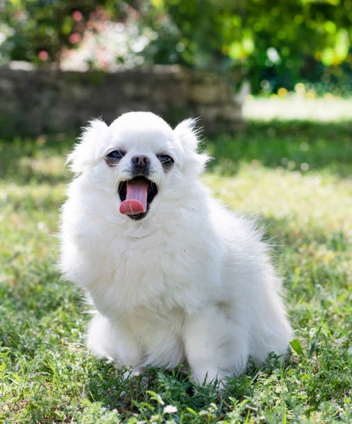 chihuahua dans la nature - chihuahua dog pets yawning photos et images de collection