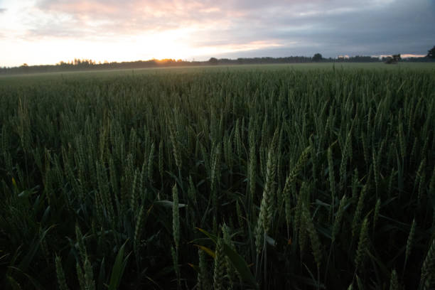 istock Fields of Gold: Majestic Sunrise over Summer Wheat 1530223422