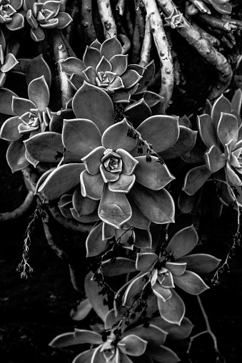 succulent plant