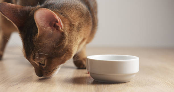 istock abyssinian cat eating meat from bowl on table 1530247881