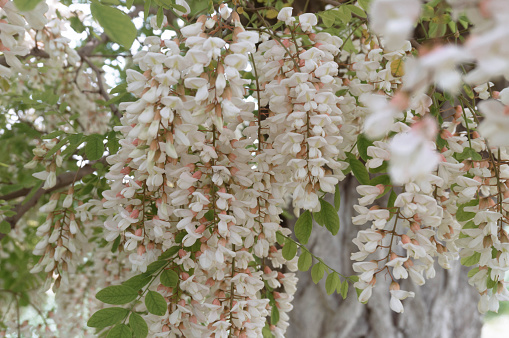 acacia flowers in spring close-up