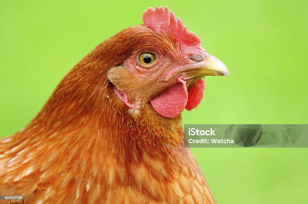 Red Huhn - Lizenzfrei Agrarbetrieb Stock-Foto