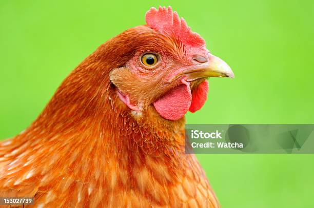 Red Pollo - Fotografie stock e altre immagini di Agricoltura - Agricoltura, Ambientazione esterna, Animale