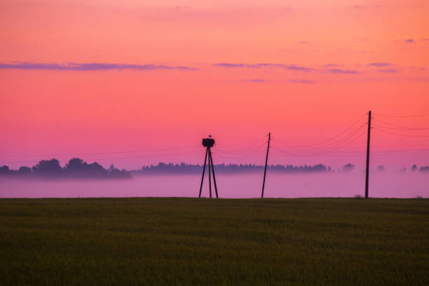 Golden Sunrise: Serene Wheat Field in the Countryside