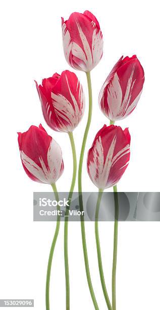 Foto de Tulipa e mais fotos de stock de Bouquet - Bouquet, Branco, Cabeça da flor
