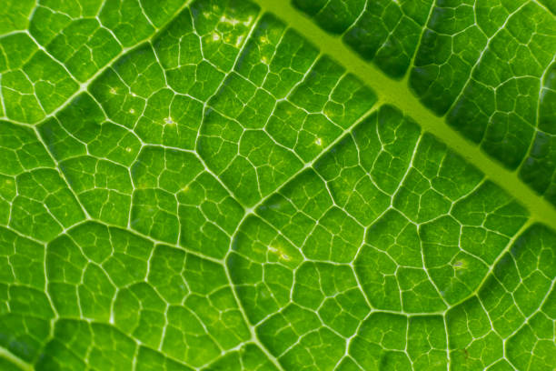 istock Abstract green leaves texture for background. Natural environment, ecological concept 1530295156