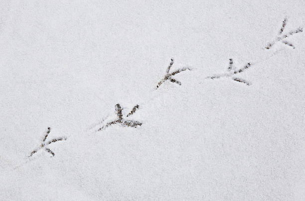 istock Bird footprints on the snow 153029622