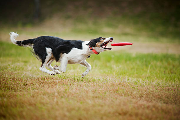 istock Frisbee dog border collie catching 153029852