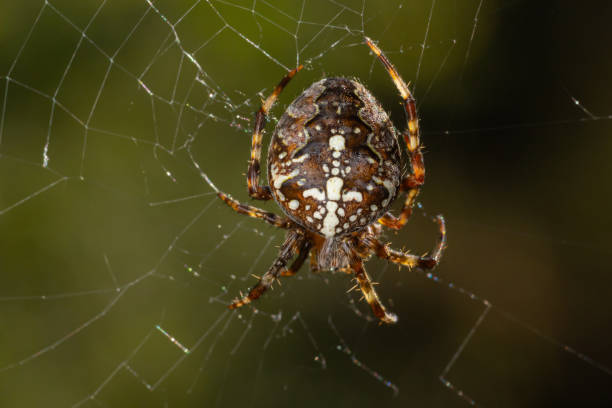 istock Spider Araneus diadematus with a cross on its back on a web against a tree background 1530303324
