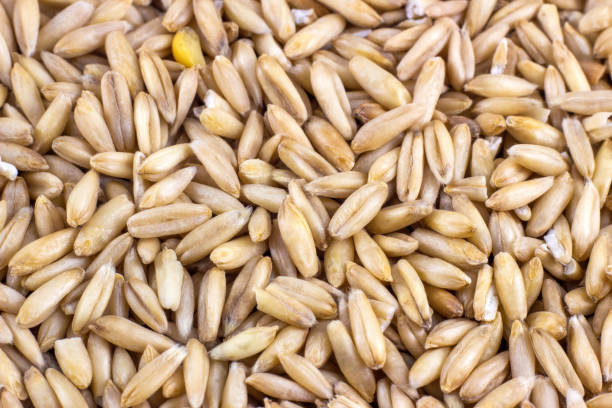 natürlicher trockener hafersamen, strukturierter hintergrund, nahaufnahme - wheat whole wheat close up corn on the cob stock-fotos und bilder