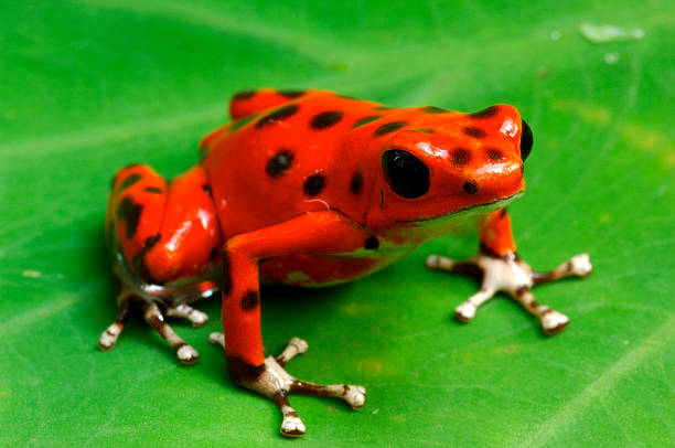 rana dendrobates pumilio - rana freccia foto e immagini stock