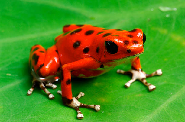 Strawberry Poison Dart Frog Strawberry Poison Dart Frog (Dendrobates pumilio), Bastimentos National Park, Bocas del Toro, Panama poison arrow frog photos stock pictures, royalty-free photos & images