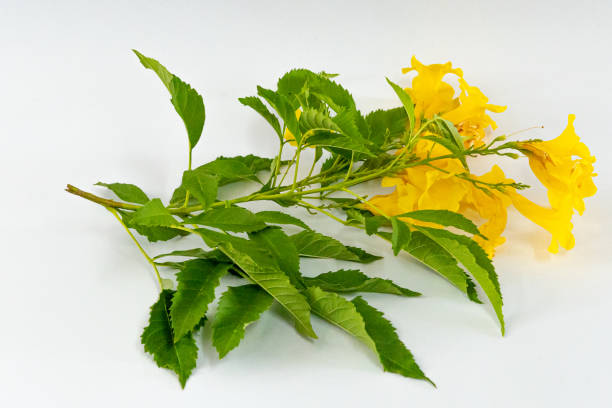 istock Yellow flower isolated on white background 1530308196