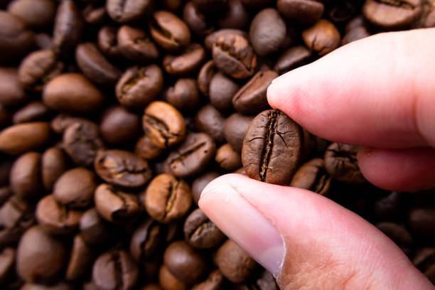 istock Hand hold roasted coffee beans 1530314685