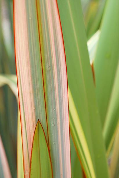 istock Raindrops on New Zealand Flax 153031685