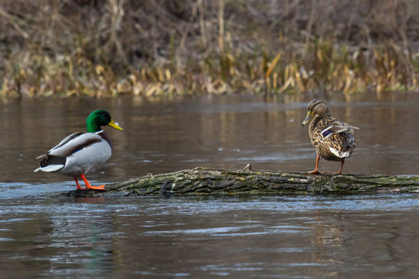 istock A pair of Mallard ducks resting motionless on a tree trunk. Sitting in the same position. Side view, closeup. Genus species Anas platyrhynchos 1530316850
