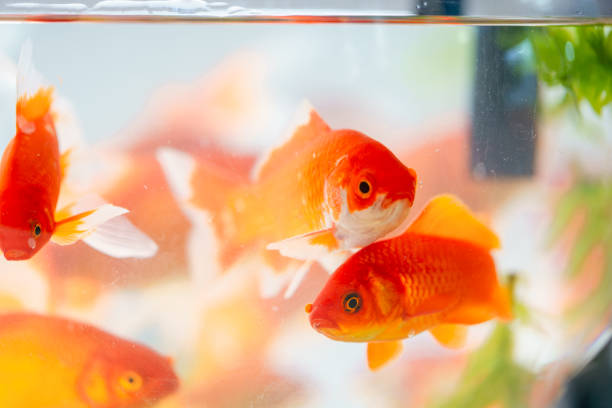 goldfish aquarium stock photo