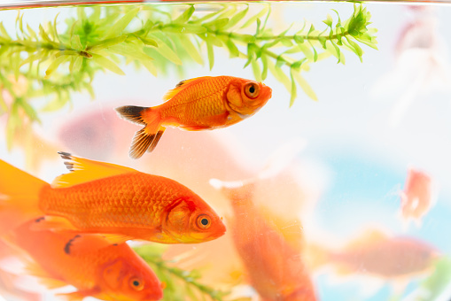 goldfish aquarium