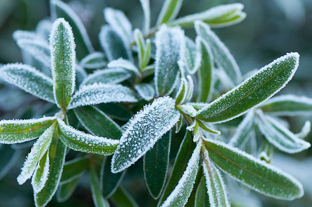 istock Frosty Green Plant 153031794