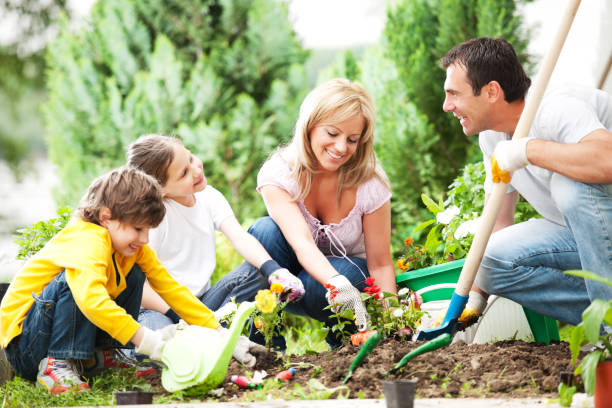 vorderansicht eines familie gartenarbeit zusammen. - formal garden flower bed women grass stock-fotos und bilder