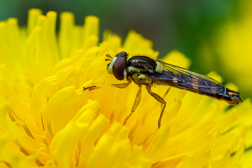 Macro of a long hoverfly Sphaerophoria scripta of the Syrphidae family on a yellow flower.