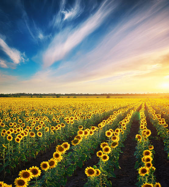 istock Field of sunflowers. 153034137