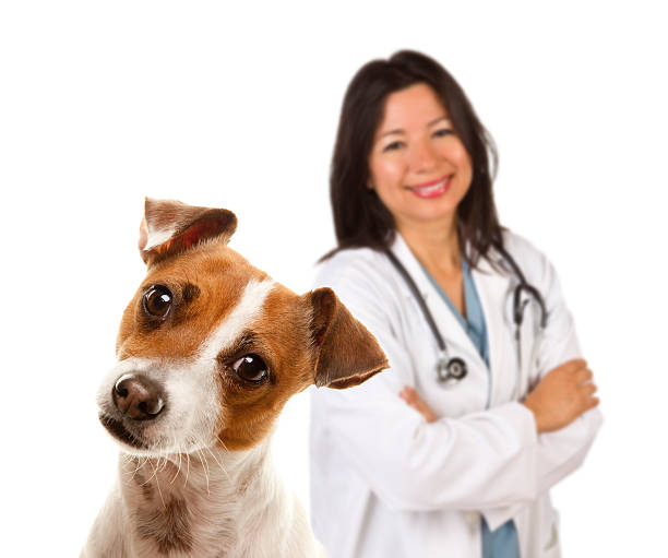 istock Jack Russell Terrier and Female Veterinarian Behind 153034184