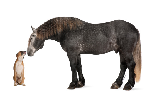 Percheron (draft horse) looking at a dog against white background