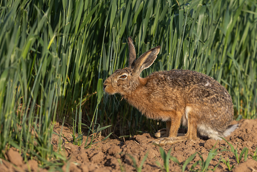 Hares are swift animals and can run up to 80 km/h (50 mph) over short distances.