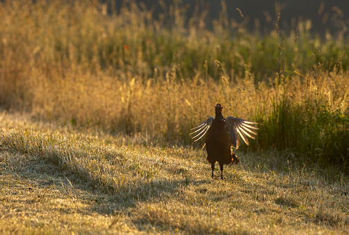 Male common pheasant (Phasianus colchicus) crowing on a meadow against the sunlight.