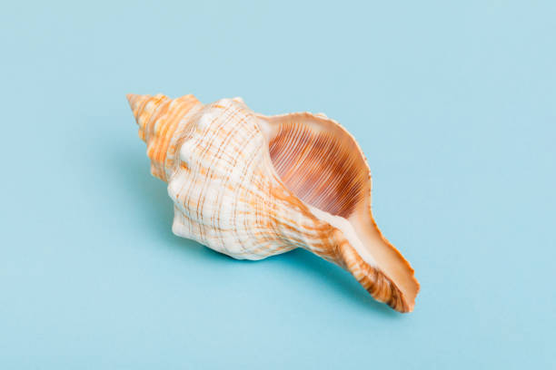 istock Beach seashells on colored background. Mock up with copy space 1530353702